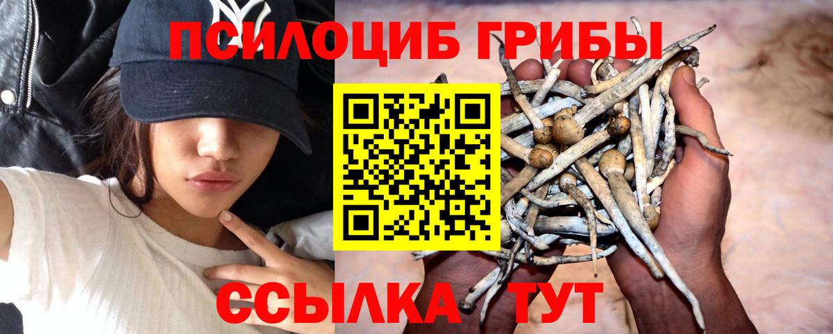Псилоцибиновые грибы Cubensis Нововоронеж